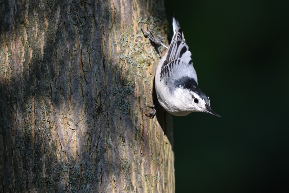 White-breasted Nuthatch - ML607661341