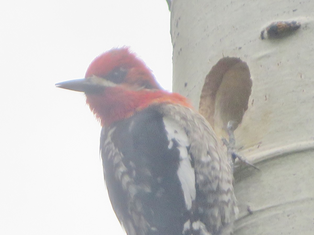 Red-breasted Sapsucker - ML60766221