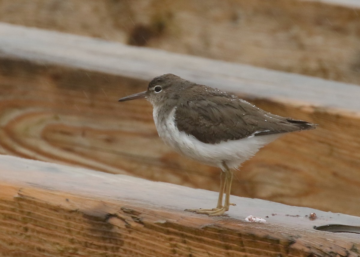 Spotted Sandpiper - Denise  McIsaac