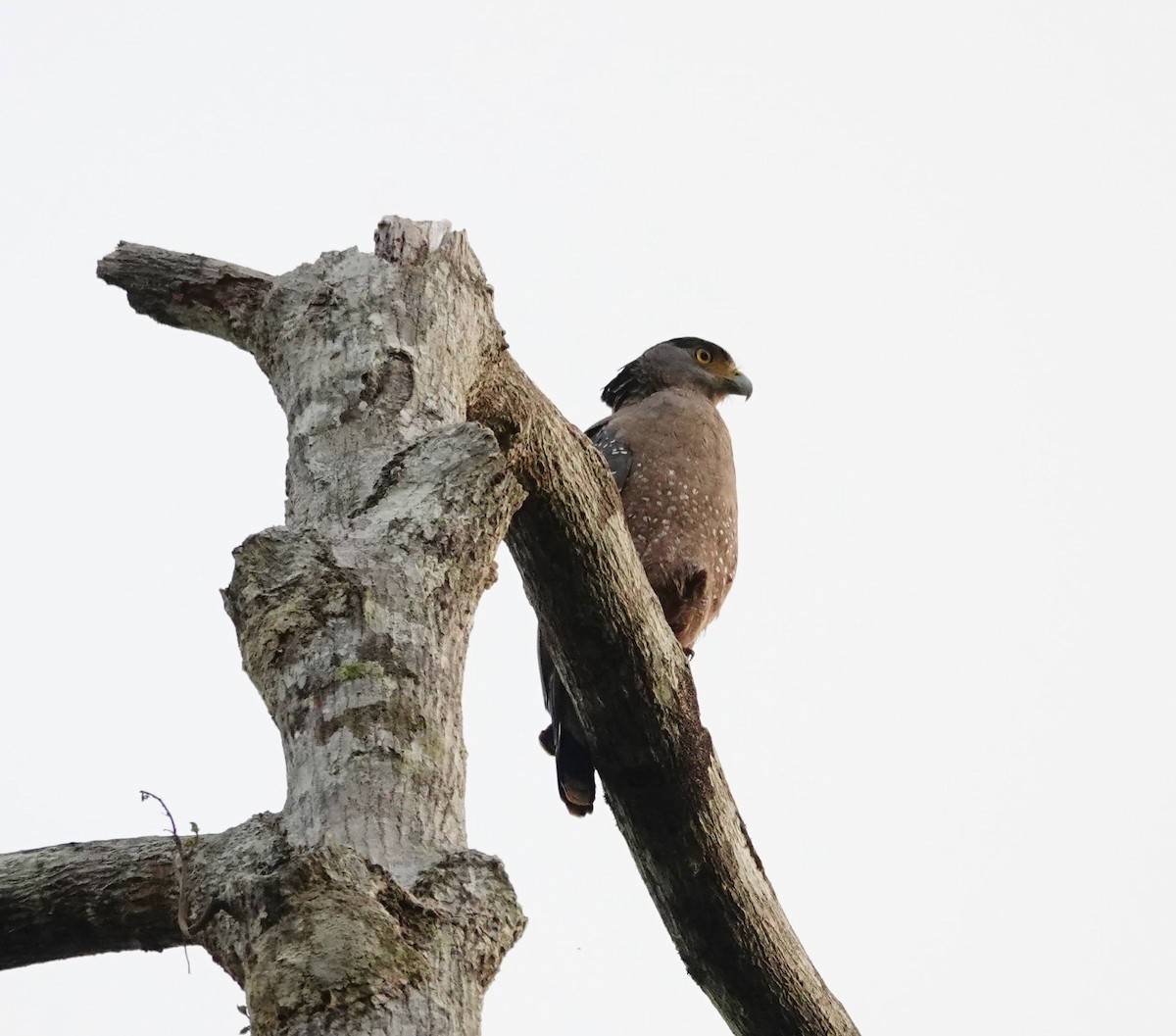 Crested Serpent-Eagle - ML607664461