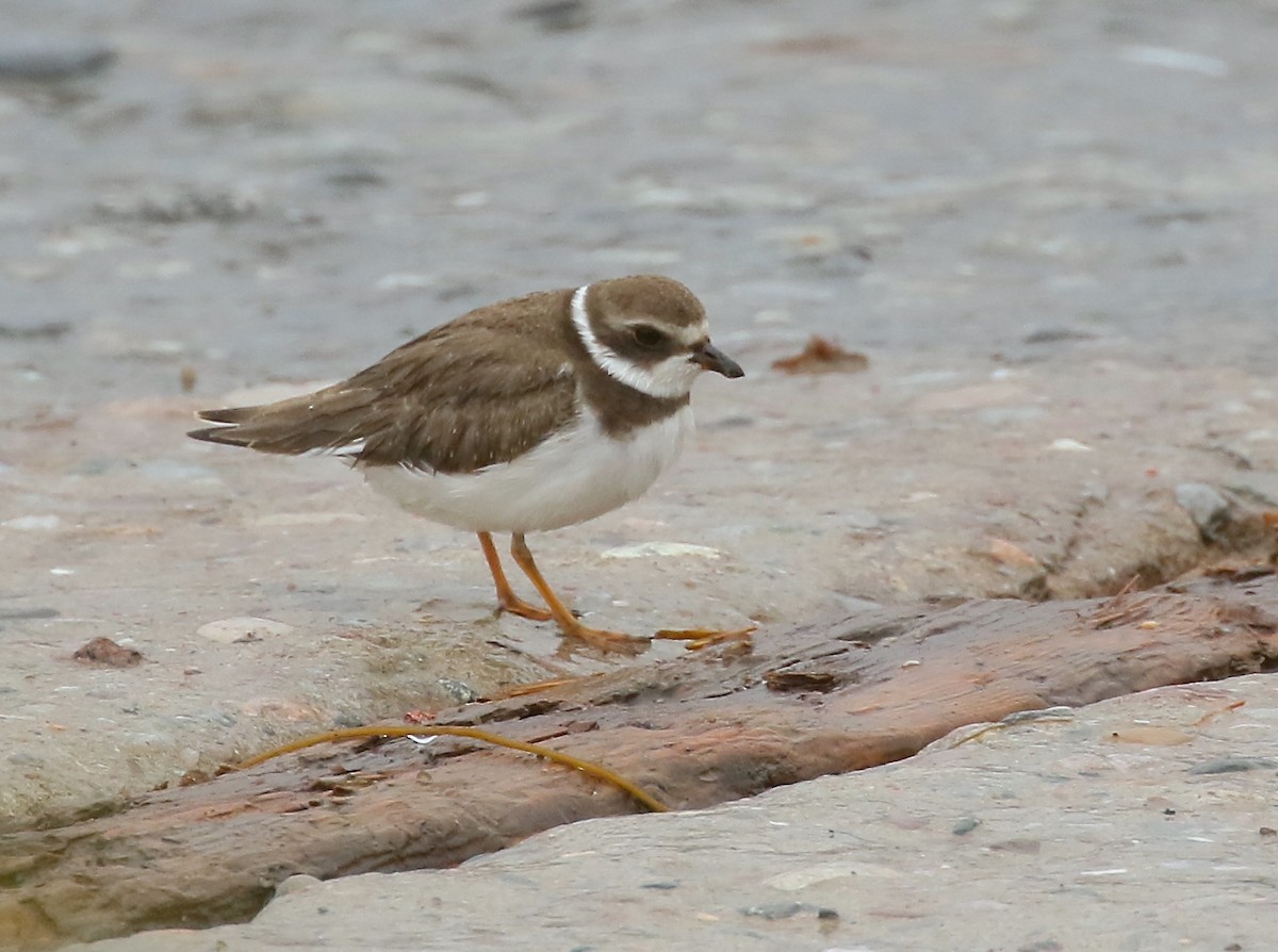 Semipalmated Plover - ML607665241