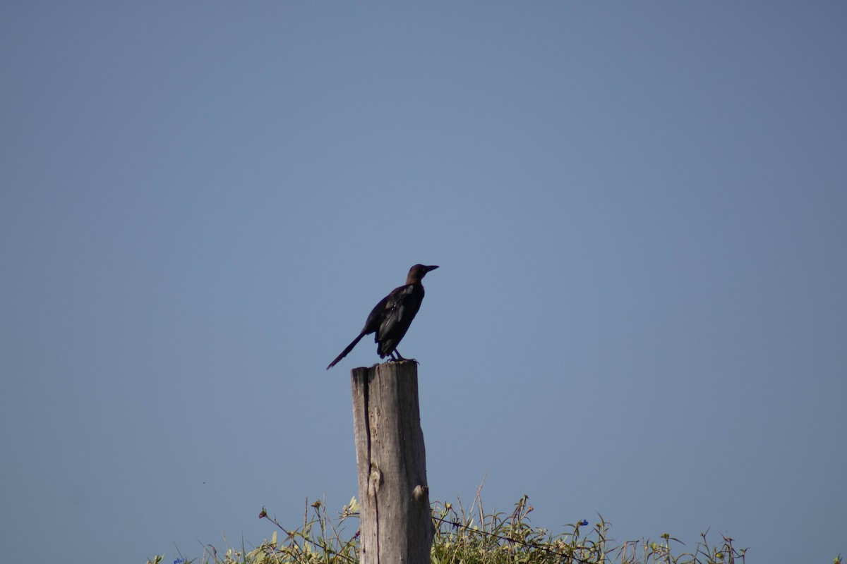 Great-tailed Grackle - ML607665371