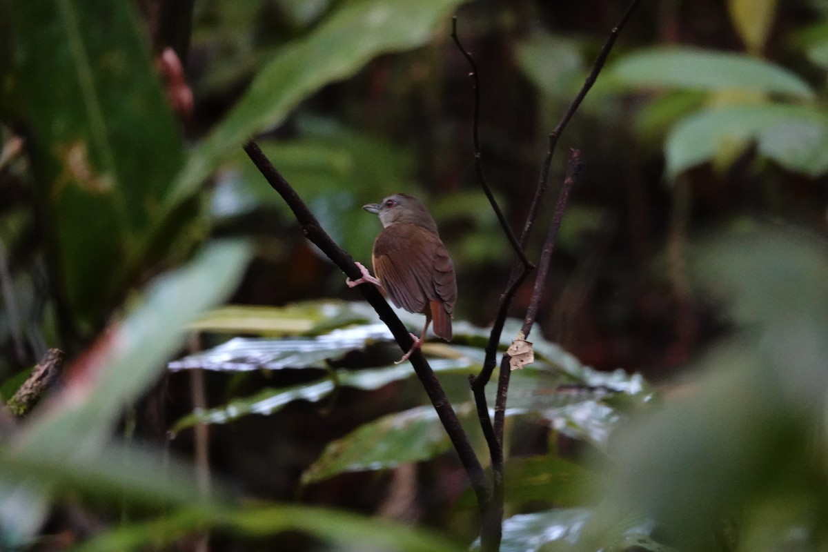 Short-tailed Babbler - David Diller