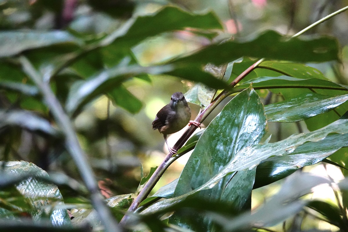 Short-tailed Babbler - ML607665941