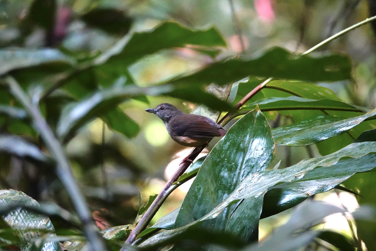 Short-tailed Babbler - ML607665951