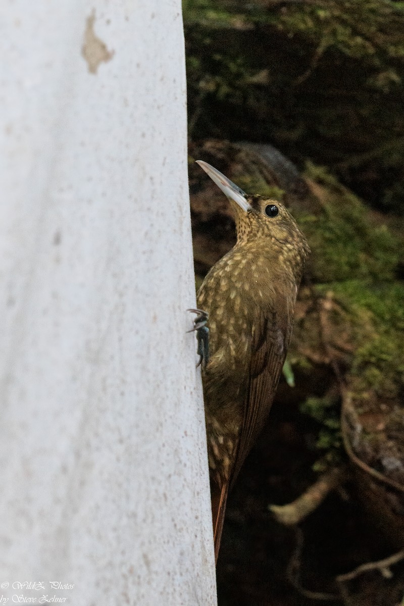 Spotted Woodcreeper - ML607674981