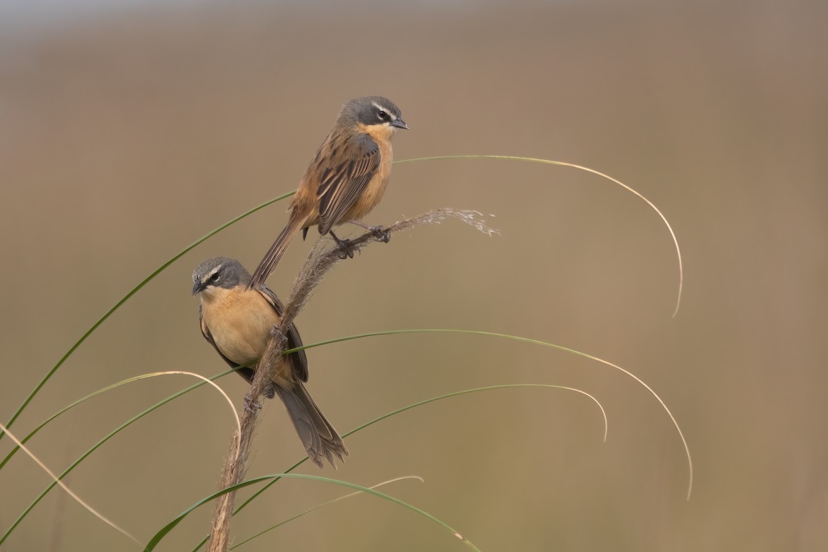 Long-tailed Reed Finch - Pablo Re