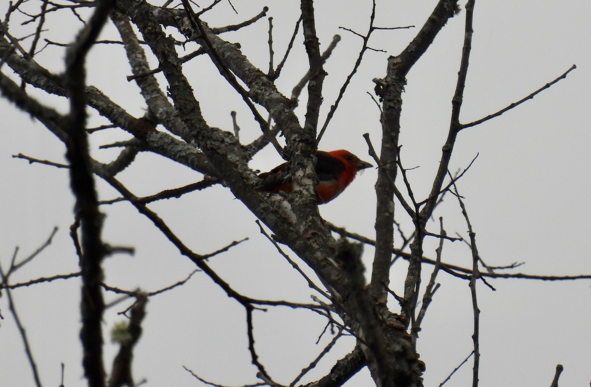 Scarlet Tanager - ML607682131