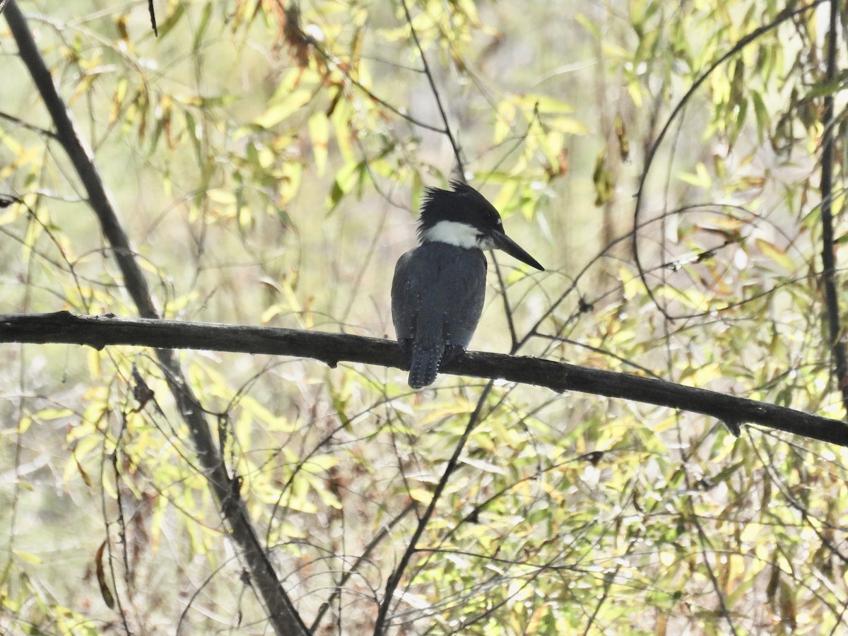 Belted Kingfisher - ML607692631