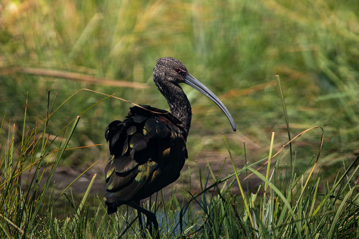 ibis americký - ML607694711