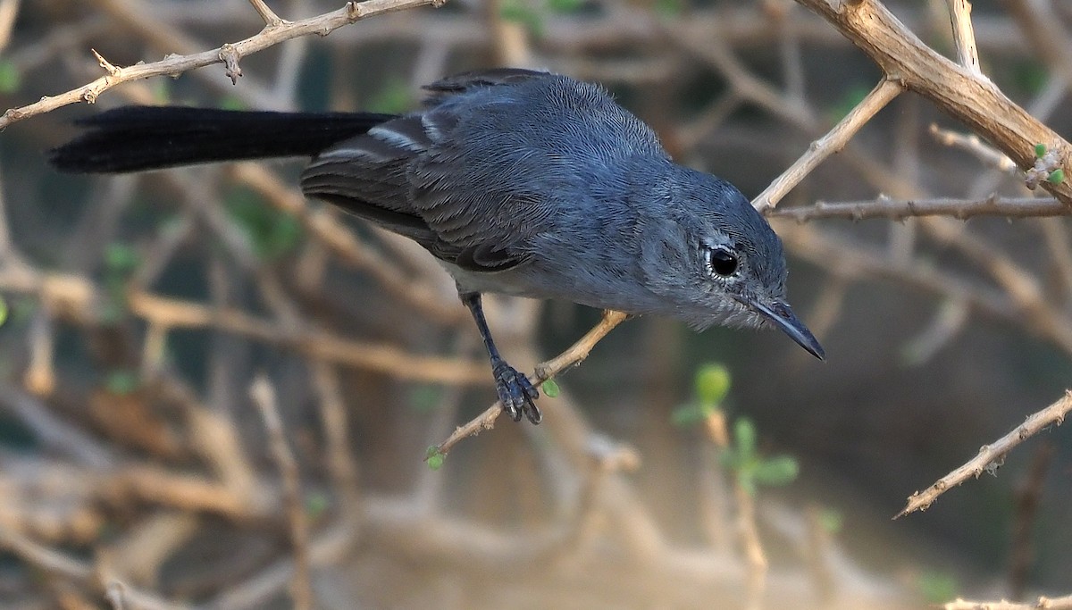 Black-tailed Gnatcatcher - Aidan Brubaker