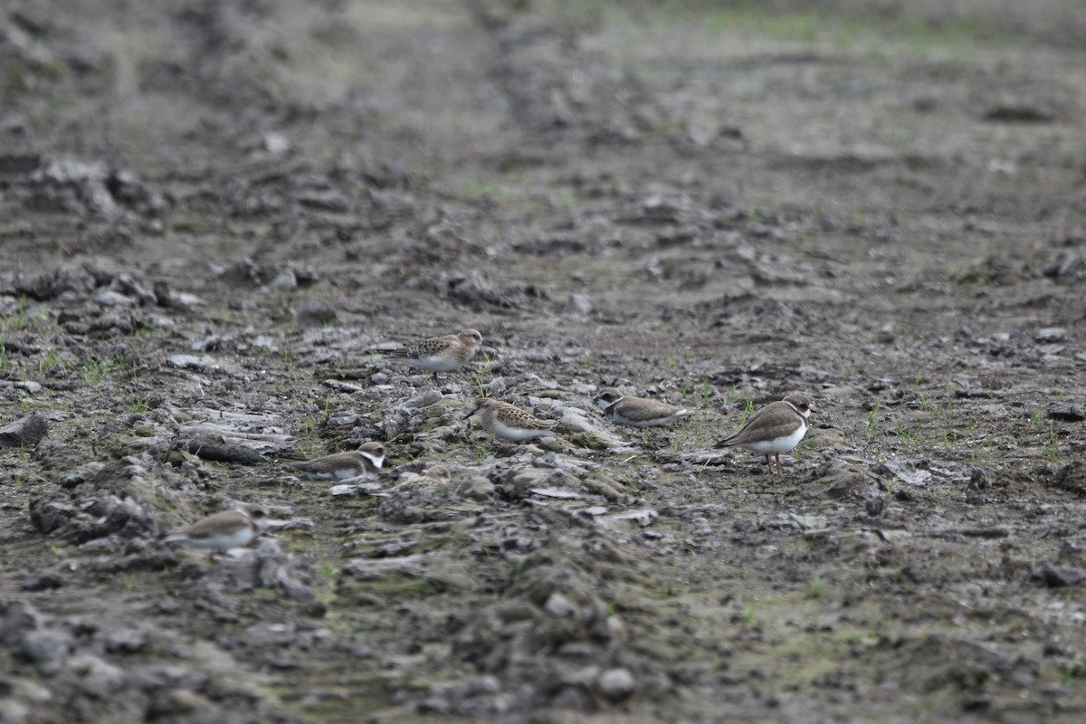 Semipalmated Plover - Tim Wing