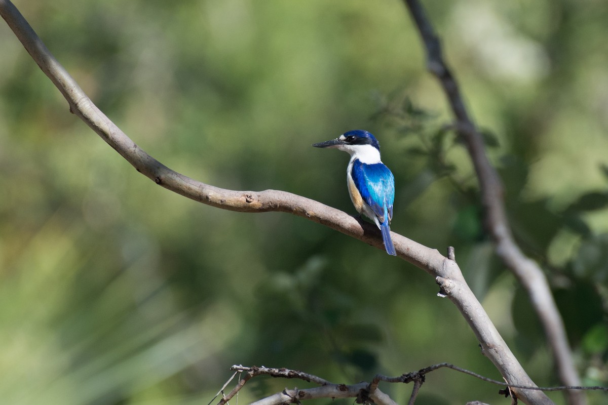 Forest Kingfisher - ML60769781