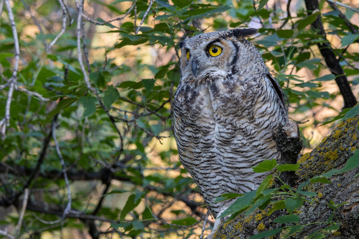 Great Horned Owl - ML607698401
