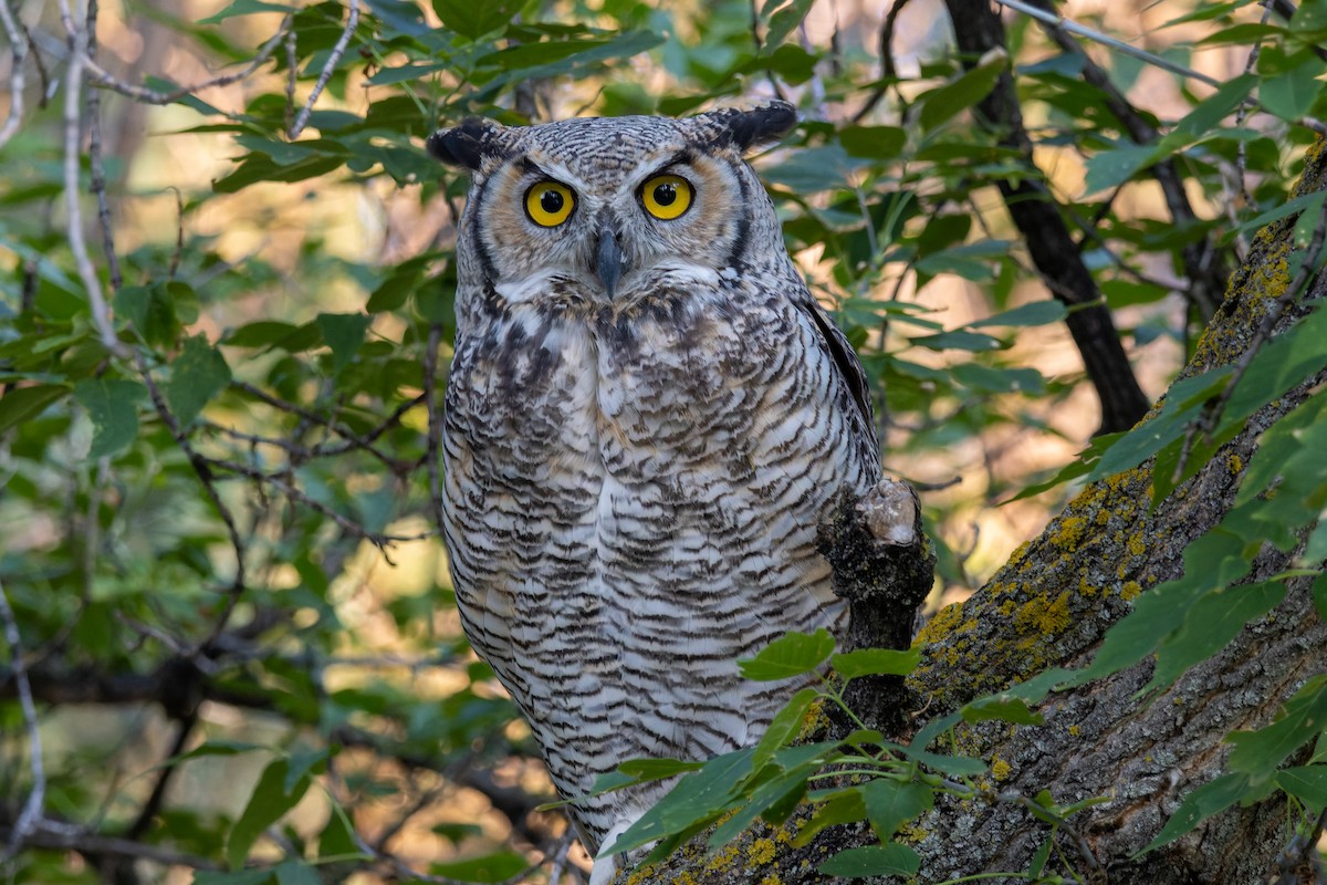 Great Horned Owl - ML607698431
