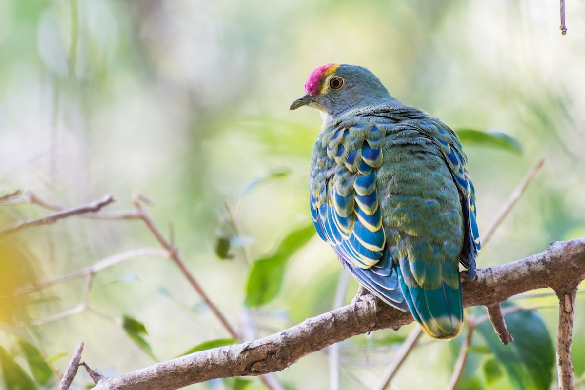 Rose-crowned Fruit-Dove - ML60769881