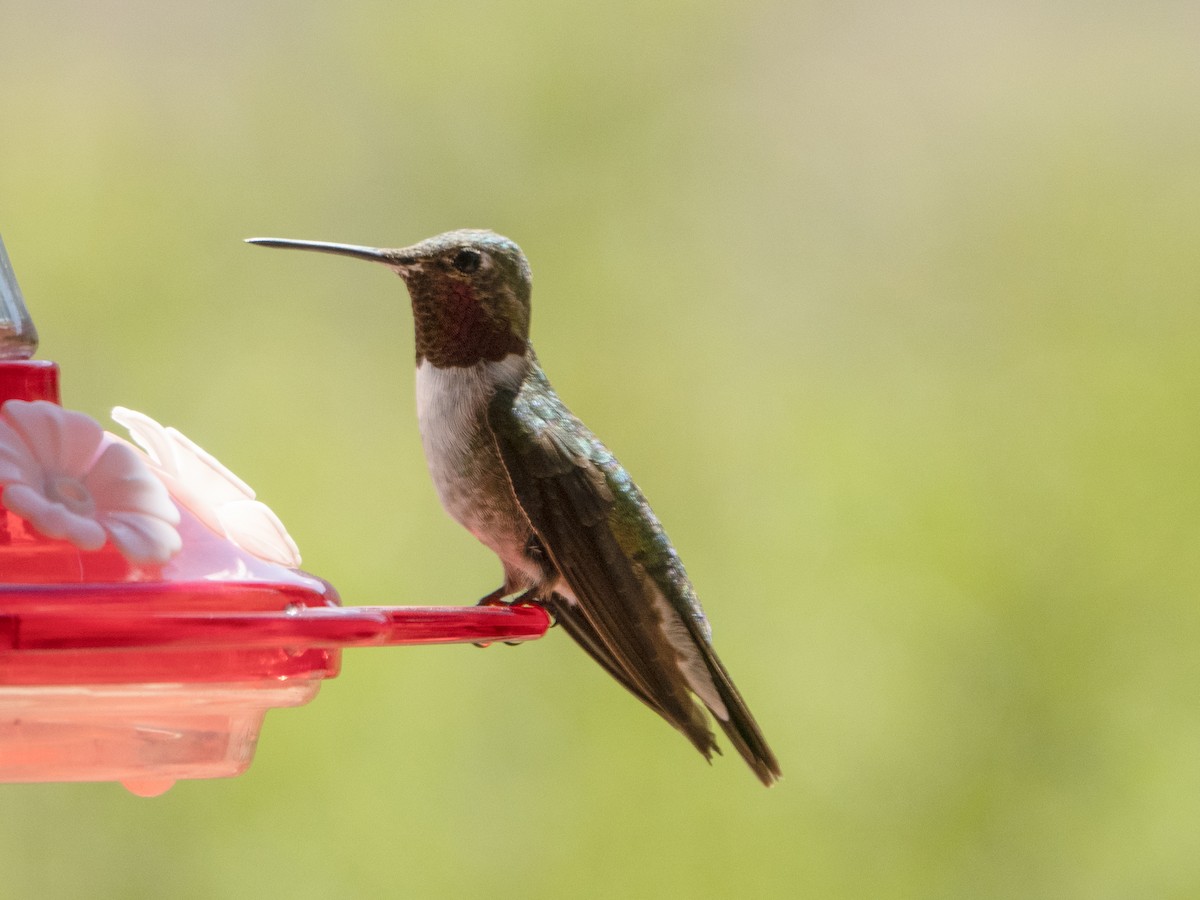 Broad-tailed Hummingbird - ML607700331