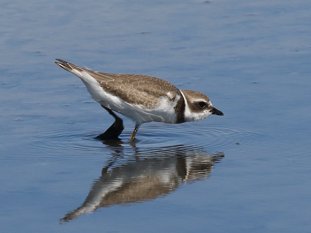 Semipalmated Plover - ML607700451