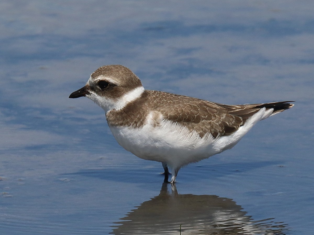 Semipalmated Plover - ML607700531