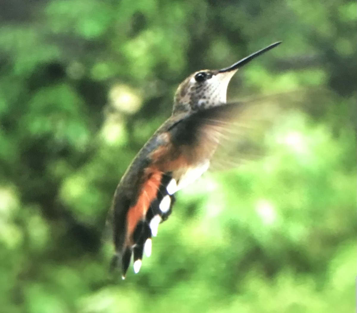 Rufous Hummingbird - ML607702511