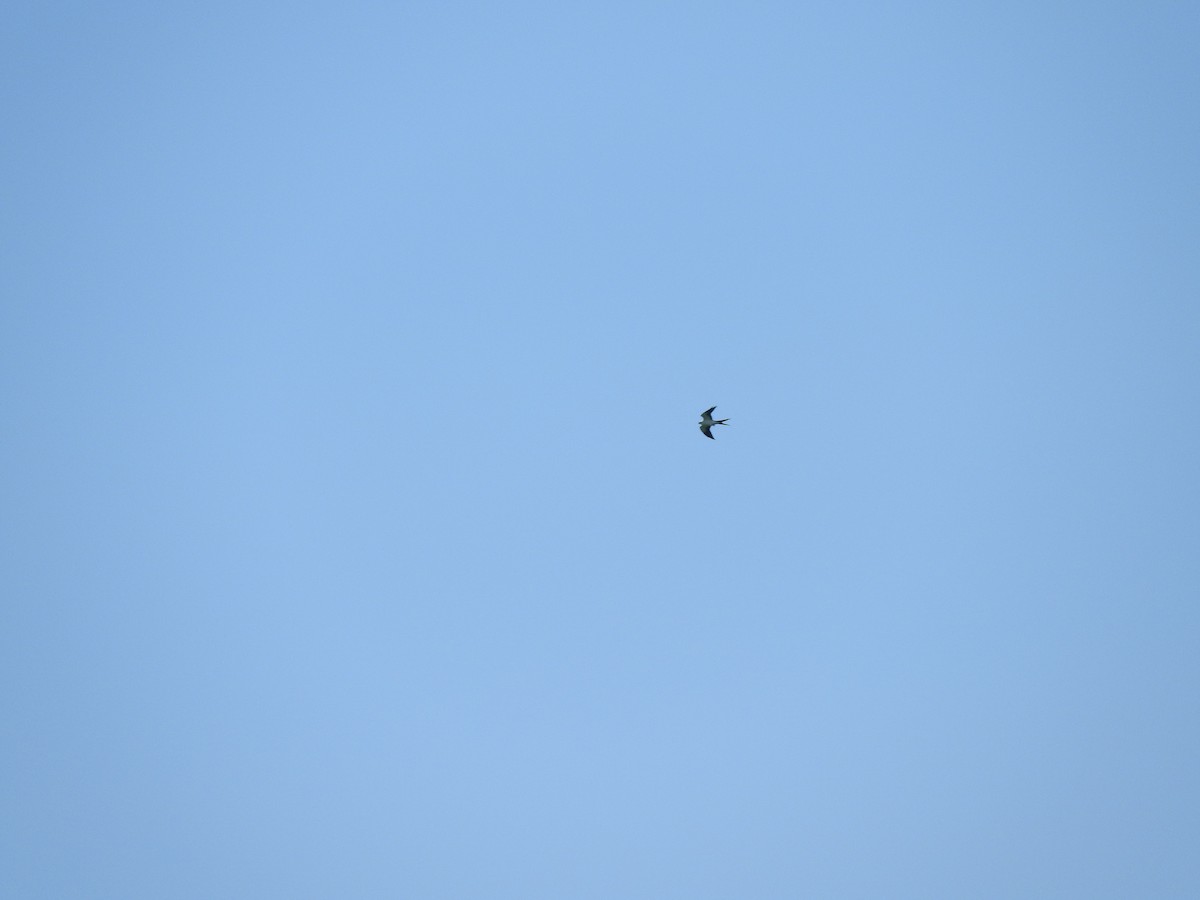 Swallow-tailed Kite - ML607705111