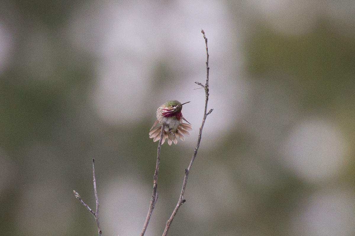 Calliope Hummingbird - ML60770571