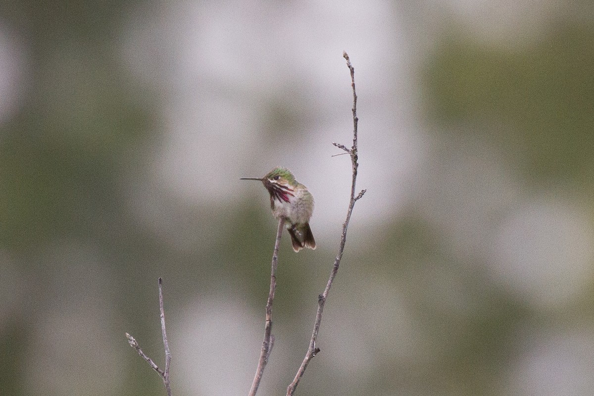Calliope Hummingbird - ML60770581