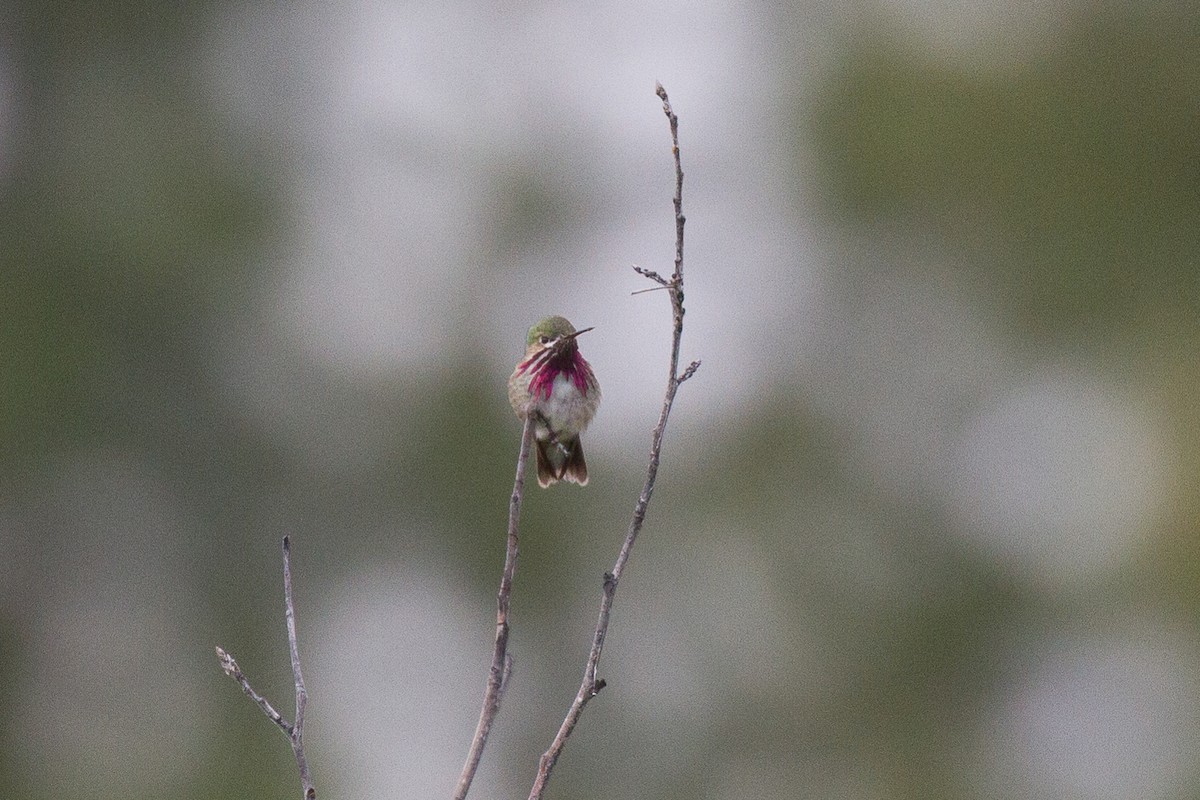 Calliope Hummingbird - ML60770601