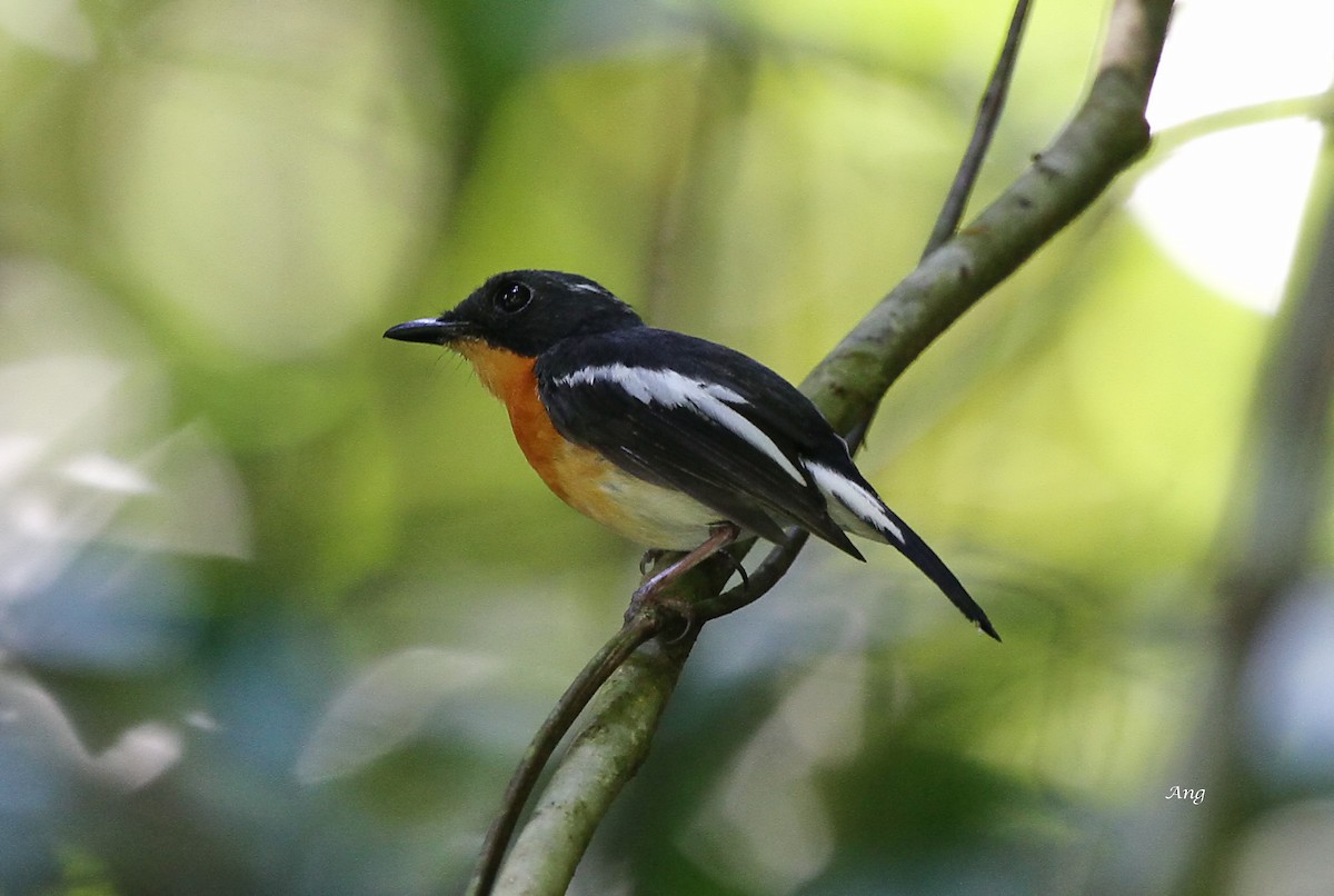Rufous-chested Flycatcher - Ang TH