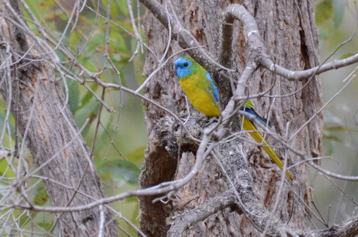 Turquoise Parrot - ML60771221