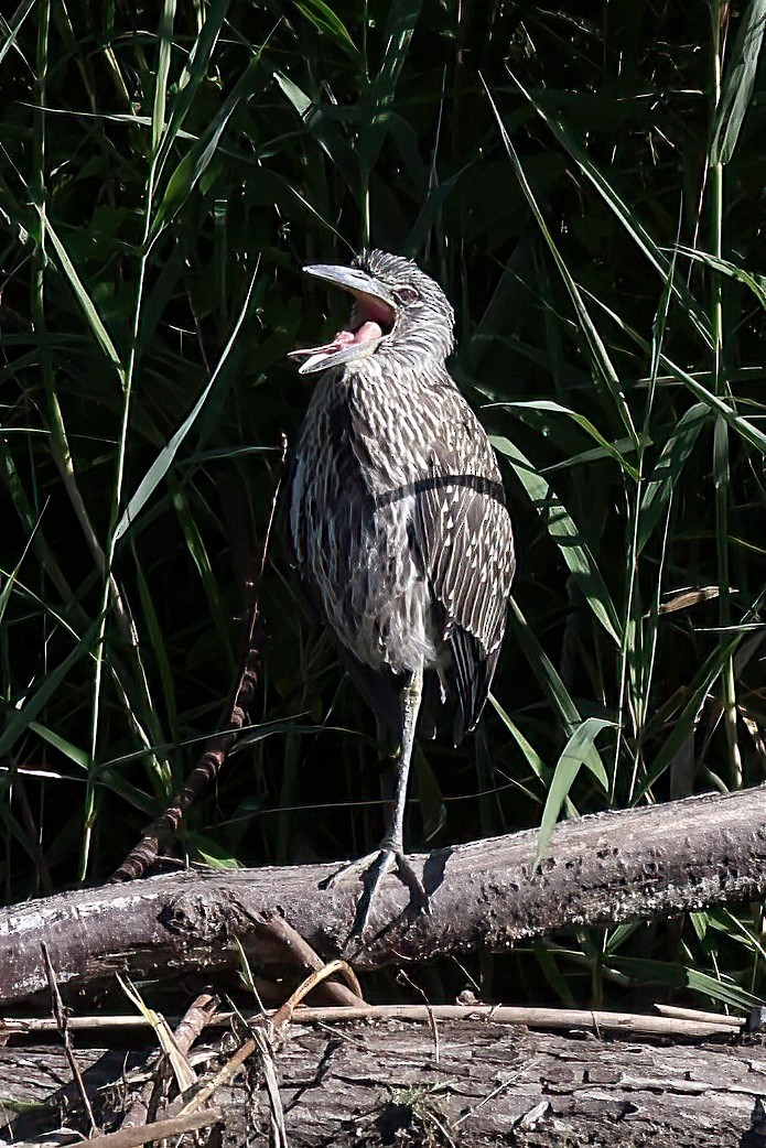 Yellow-crowned Night Heron - Patricia Schleiffer