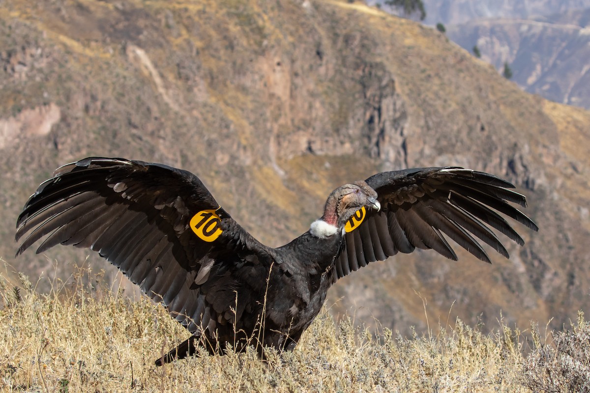 Andean Condor - ML607714541