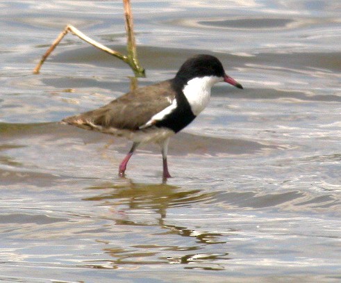 Red-kneed Dotterel - ML607715701