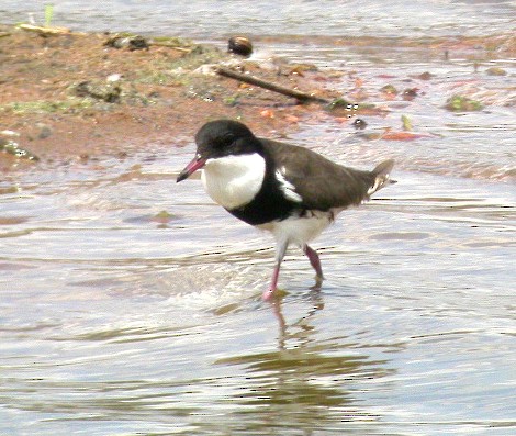 Red-kneed Dotterel - ML607715711