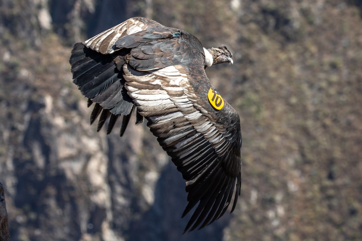 Andean Condor - ML607717971