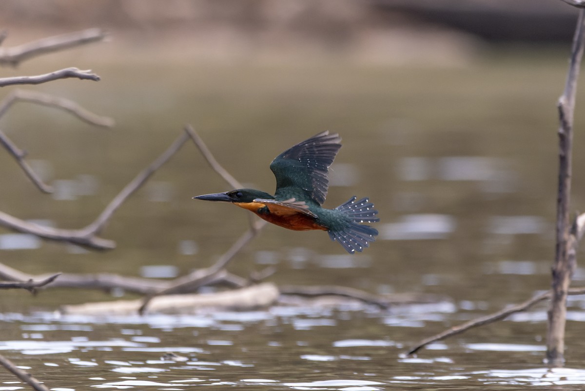 Green-and-rufous Kingfisher - David F. Belmonte
