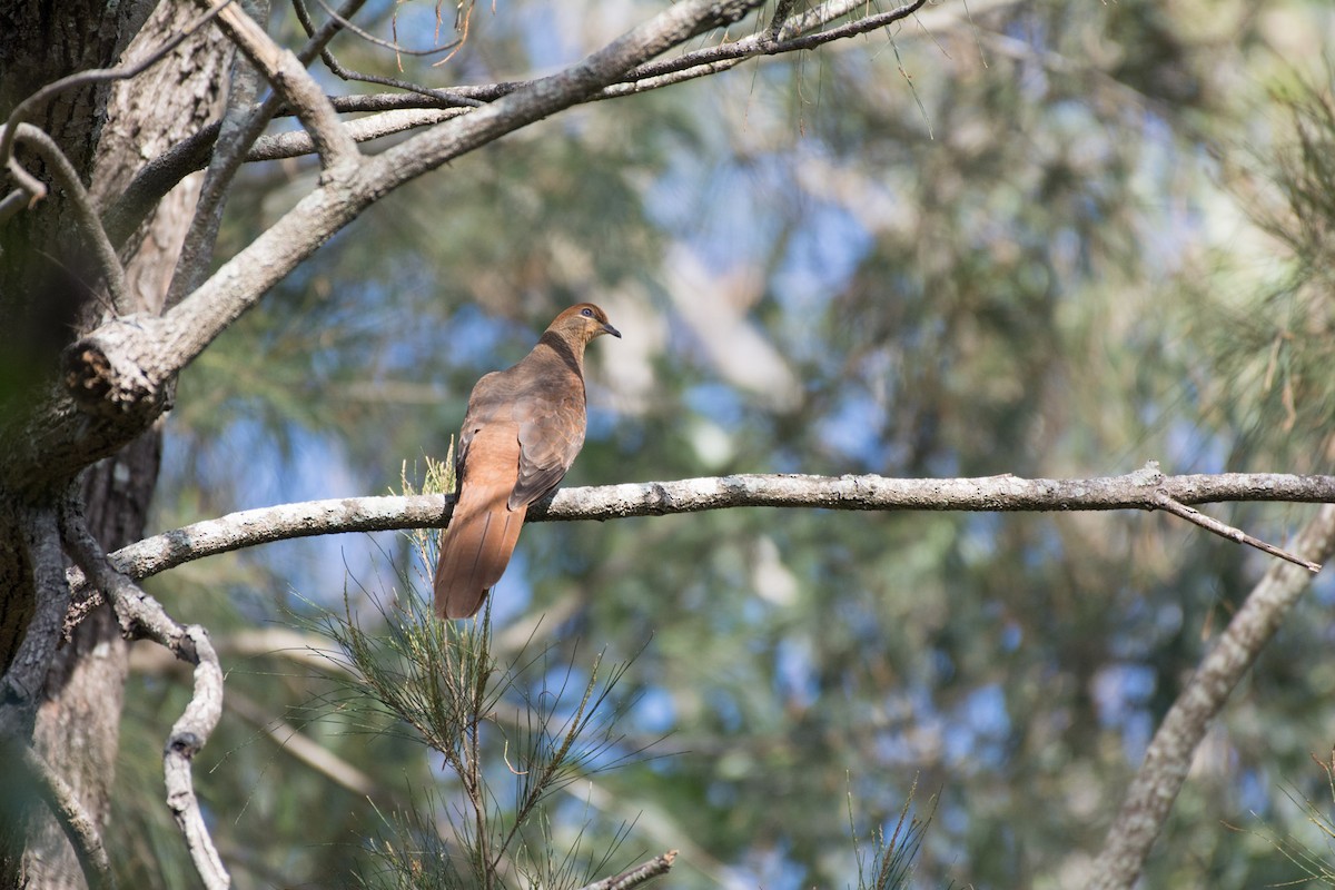 Brown Cuckoo-Dove - ML60771951