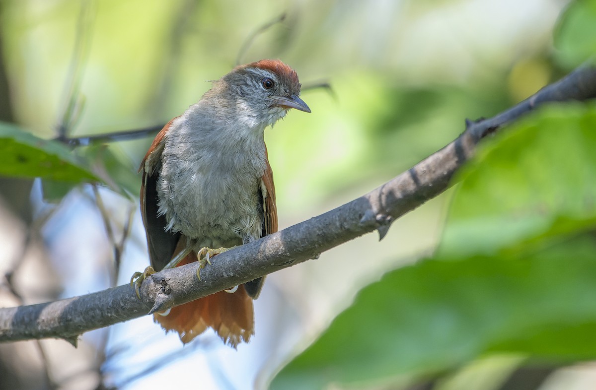 Rusty-backed Spinetail - ML607720771