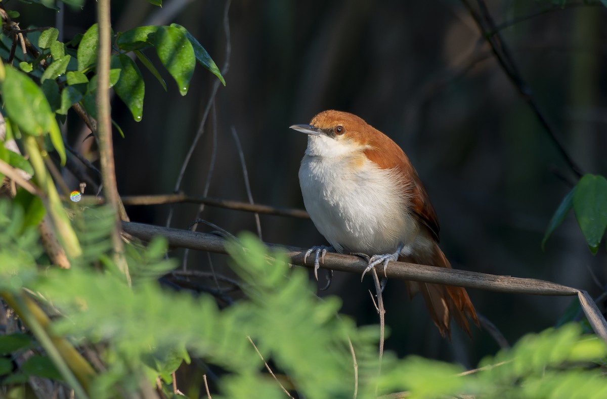 Red-and-white Spinetail - ML607720811