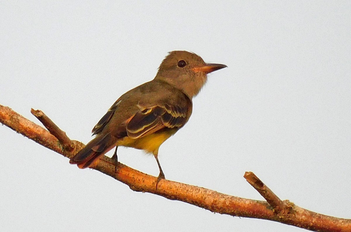 Great Crested Flycatcher - ML607721771