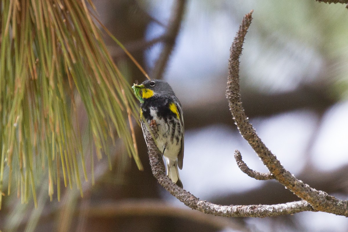 Yellow-rumped Warbler (Audubon's) - ML60772351