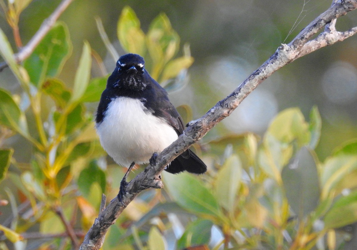 Willie-wagtail - Michael Daley