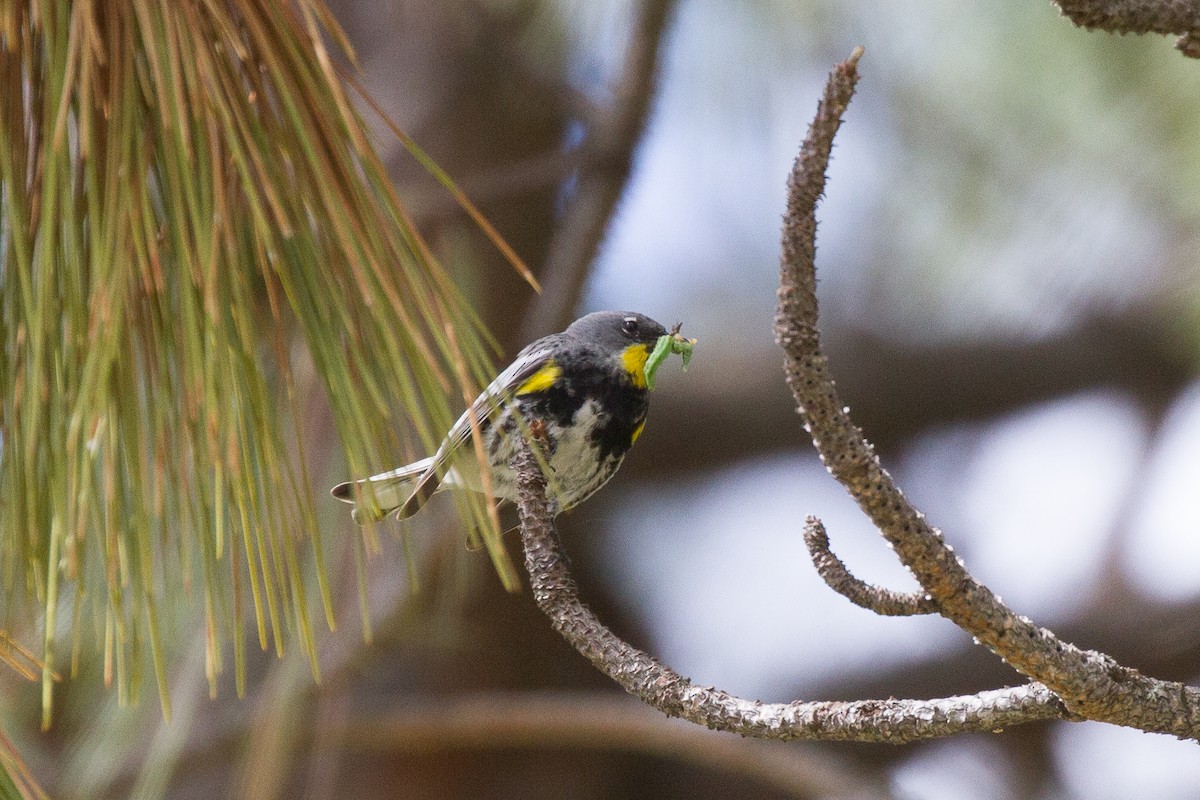 Yellow-rumped Warbler (Audubon's) - ML60772381