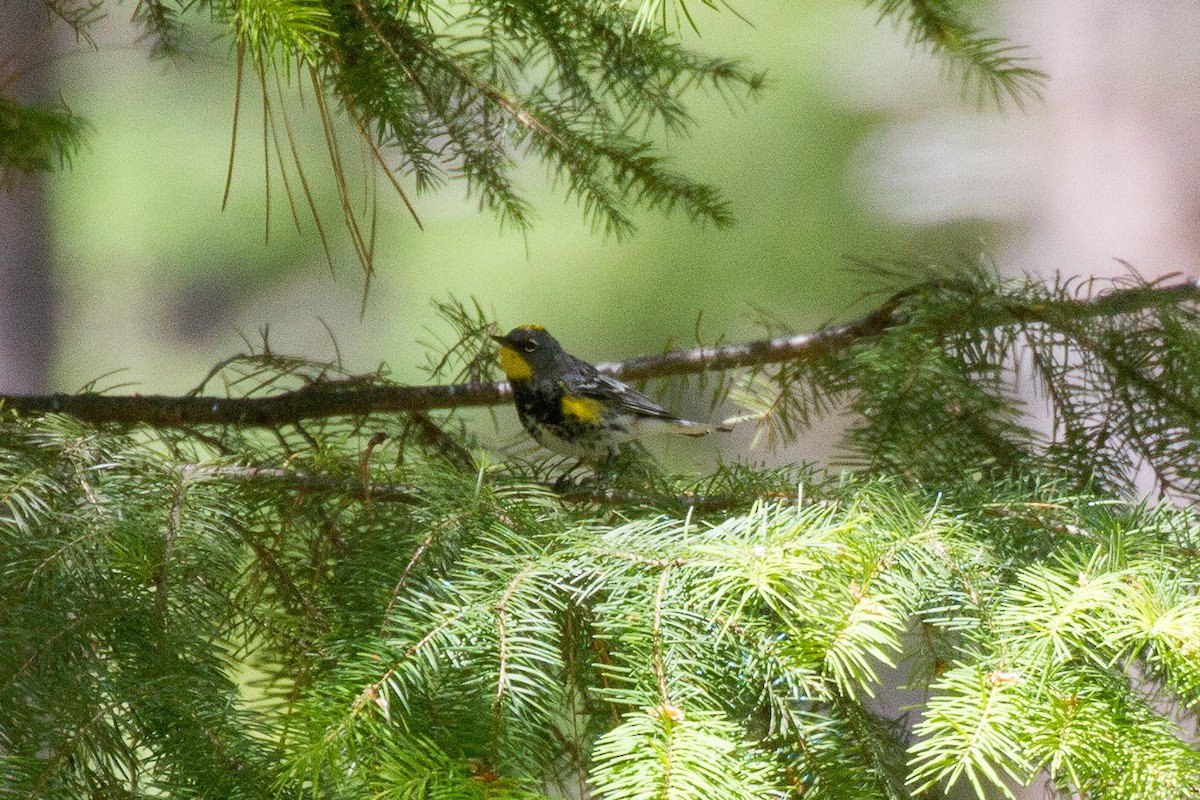 Yellow-rumped Warbler (Audubon's) - ML60772401