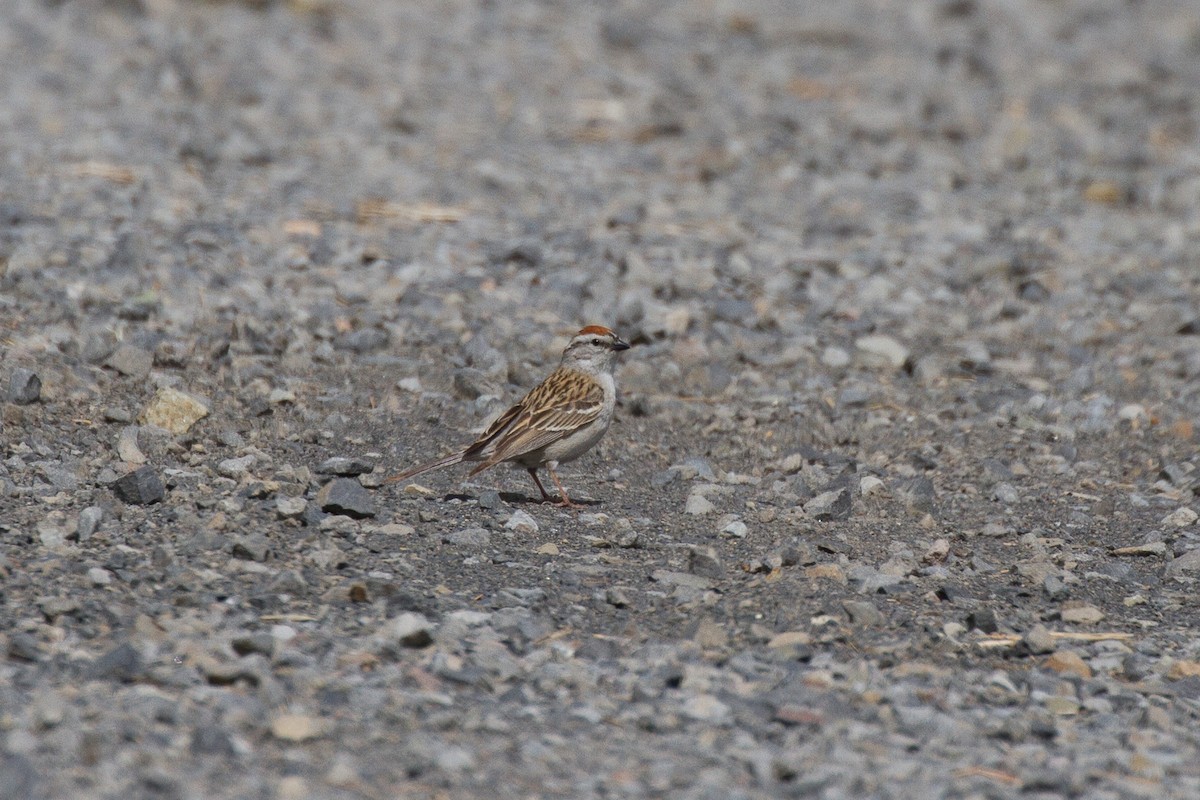 Chipping Sparrow - ML60772431