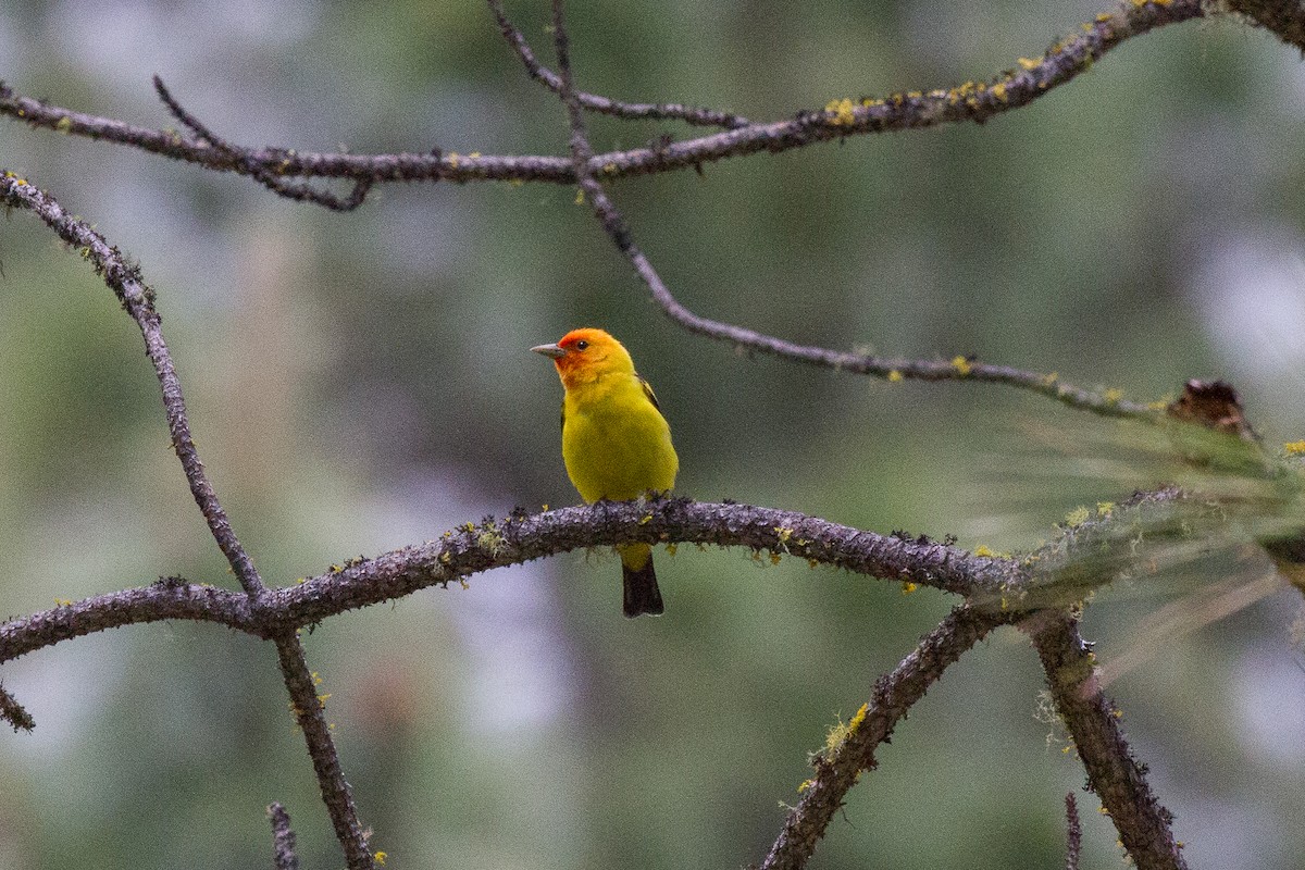 Western Tanager - ML60772441