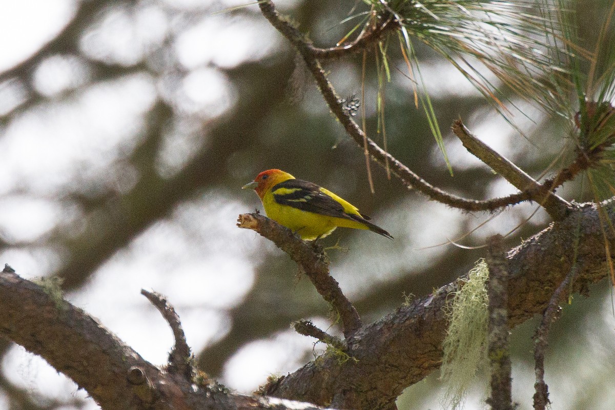 Western Tanager - ML60772451