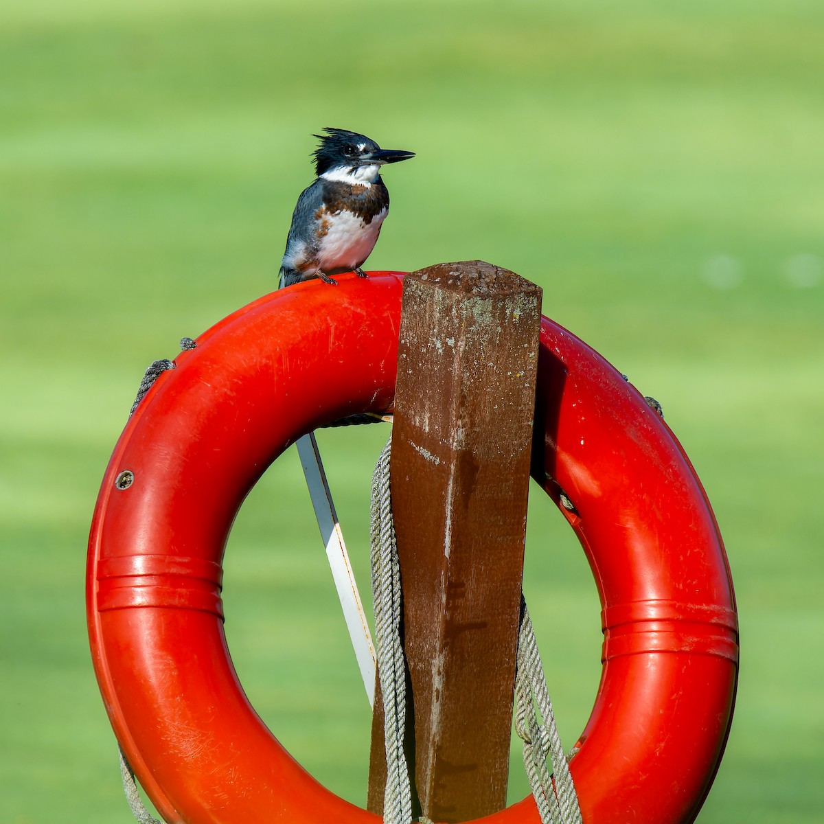 Belted Kingfisher - ML607730881