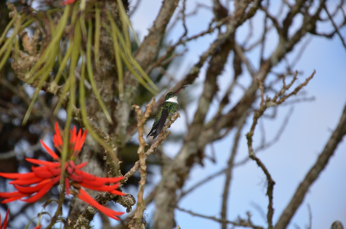 White-throated Hummingbird - ML607731111