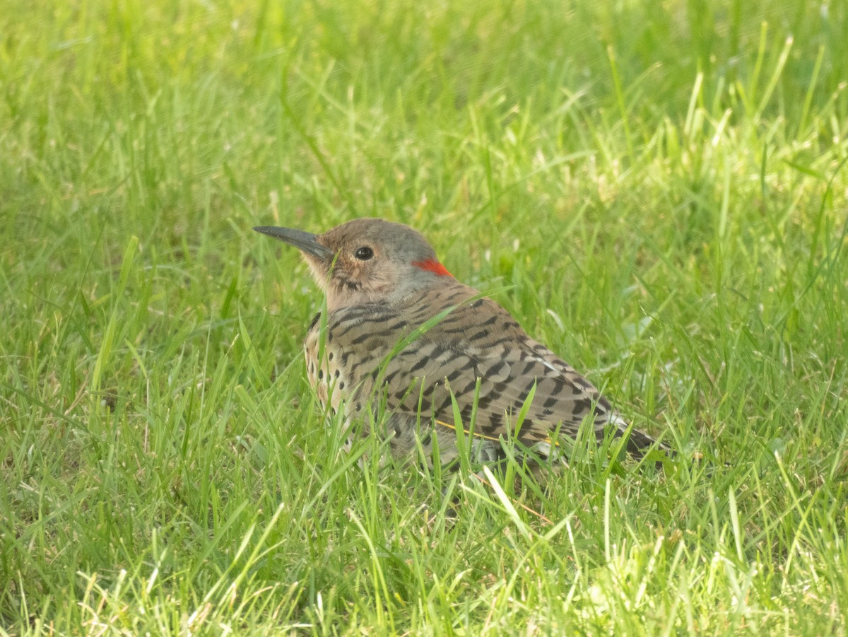 Northern Flicker (Yellow-shafted) - ML607736101